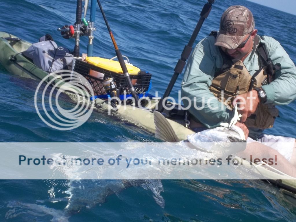 Tarpon5.jpg