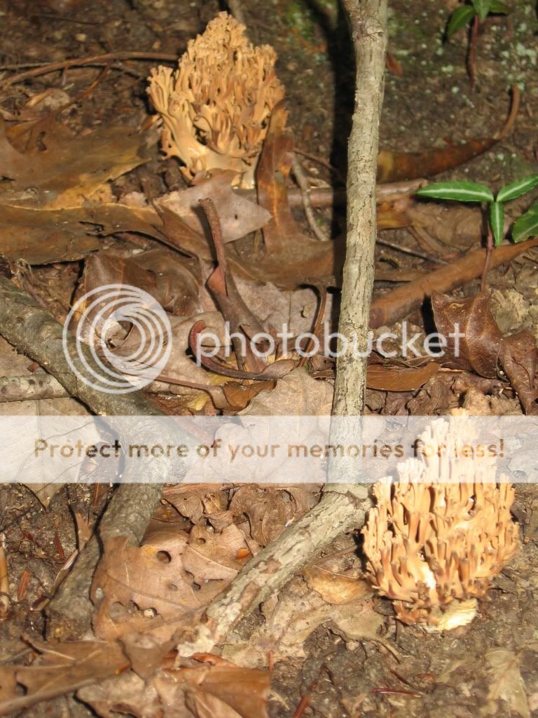 mushroom id ? TRYING several pics! - Homesteading Questions