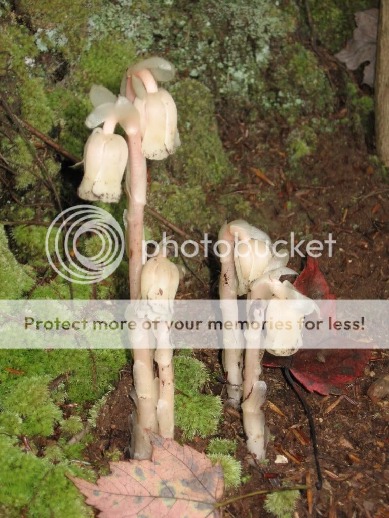 mushroom id ? TRYING several pics! - Homesteading Questions