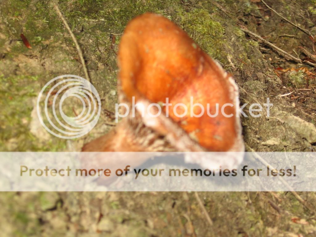 mushroom id ? TRYING several pics! - Homesteading Questions