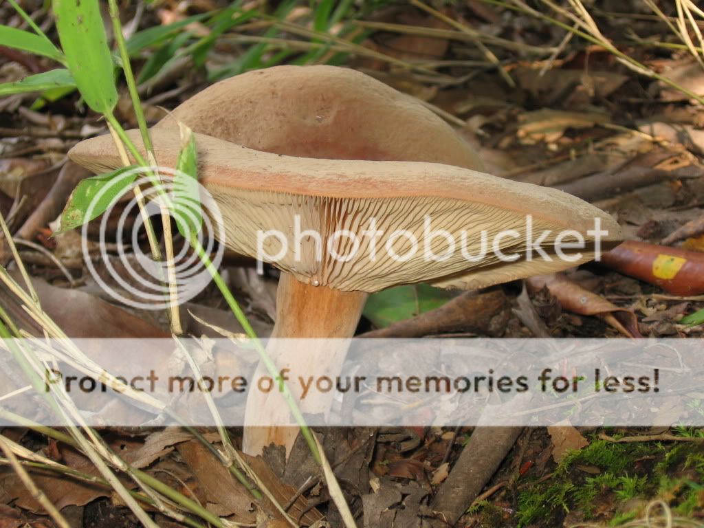 mushroom id ? TRYING several pics! - Homesteading Questions