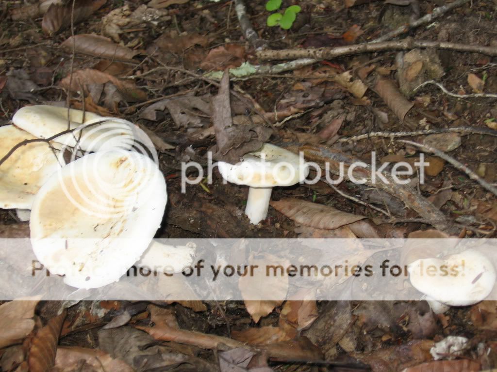 mushroom id ? TRYING several pics! - Homesteading Questions