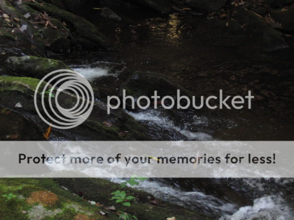 mushroom id ? TRYING several pics! - Homesteading Questions