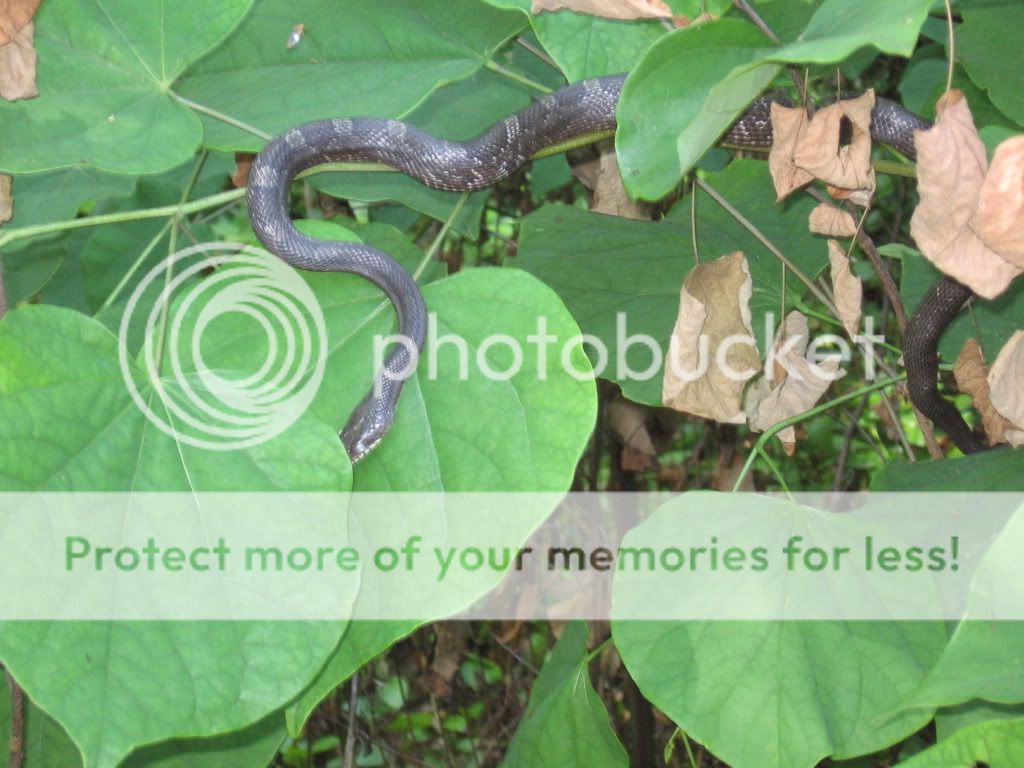 *warning snake pic id .. and strawberries - Homesteading Questions