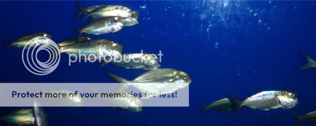 schooling fish