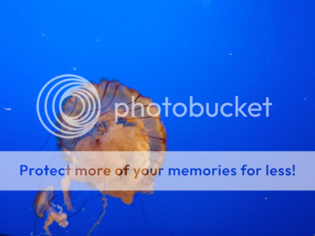 Aquarium Jelly