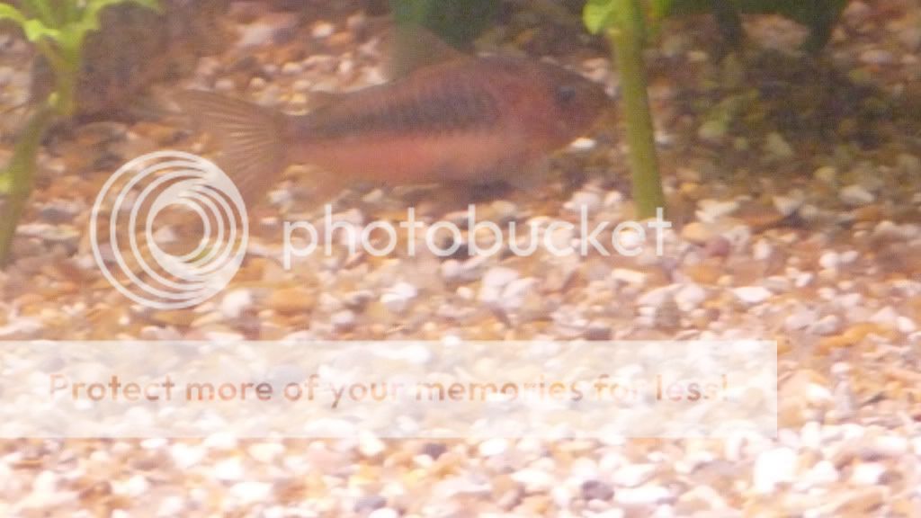 My Bronze Cory Is Pregnant? With Pics Tropical Fish Forums