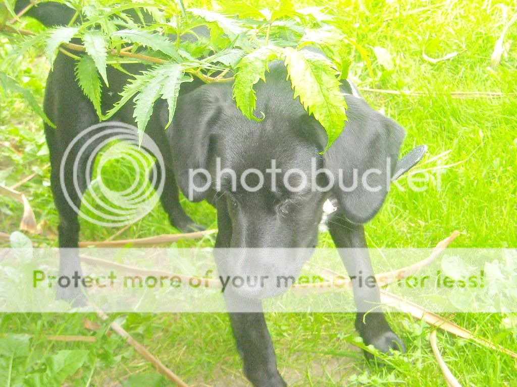 http://i563.photobucket.com/albums/ss78/kierno84/lizzygarden001-1.jpg